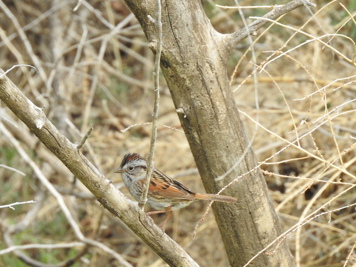 Swamp Sparrow - ML619352397