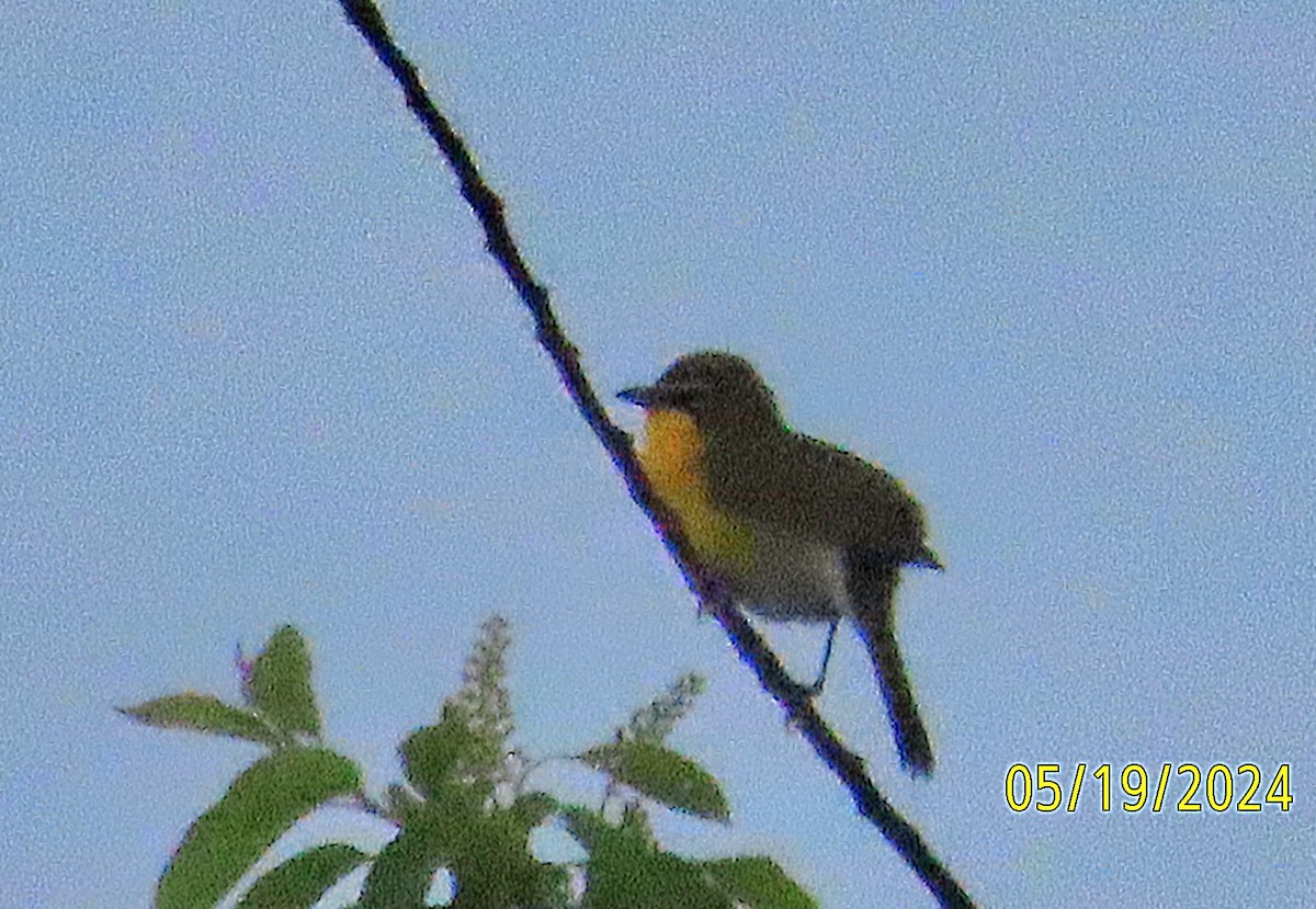 Yellow-breasted Chat - ML619352398