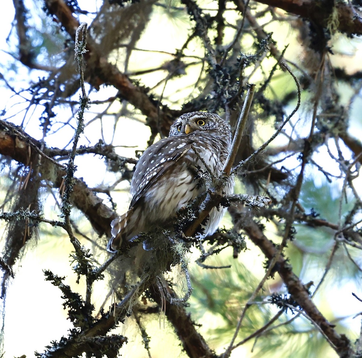 Eurasian Pygmy-Owl - ML619352399