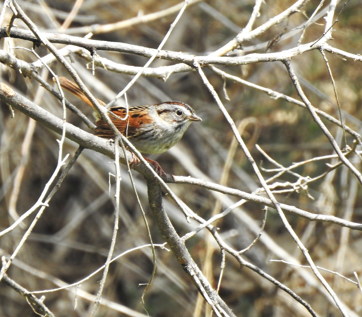 Swamp Sparrow - ML619352403