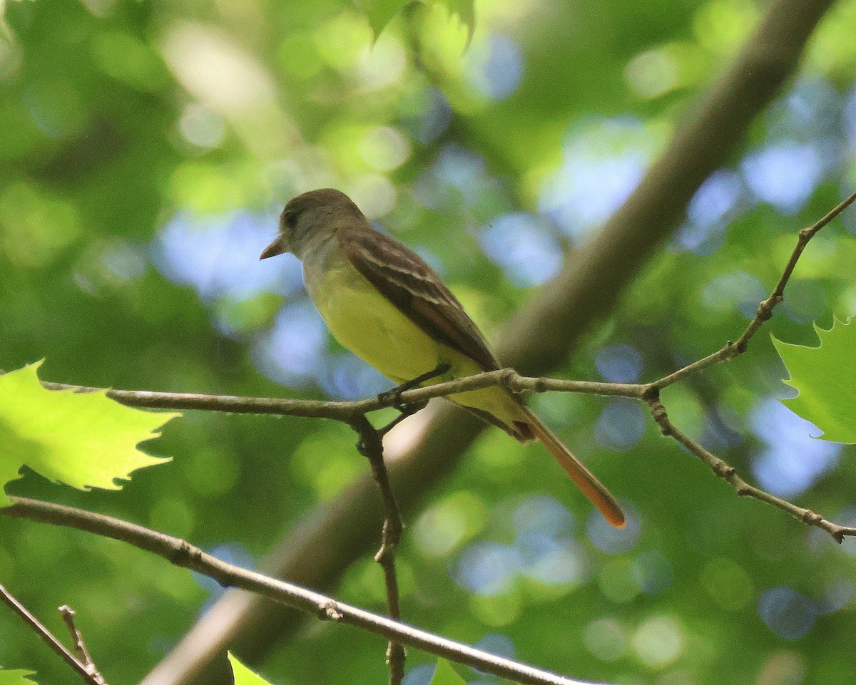 Great Crested Flycatcher - ML619352421