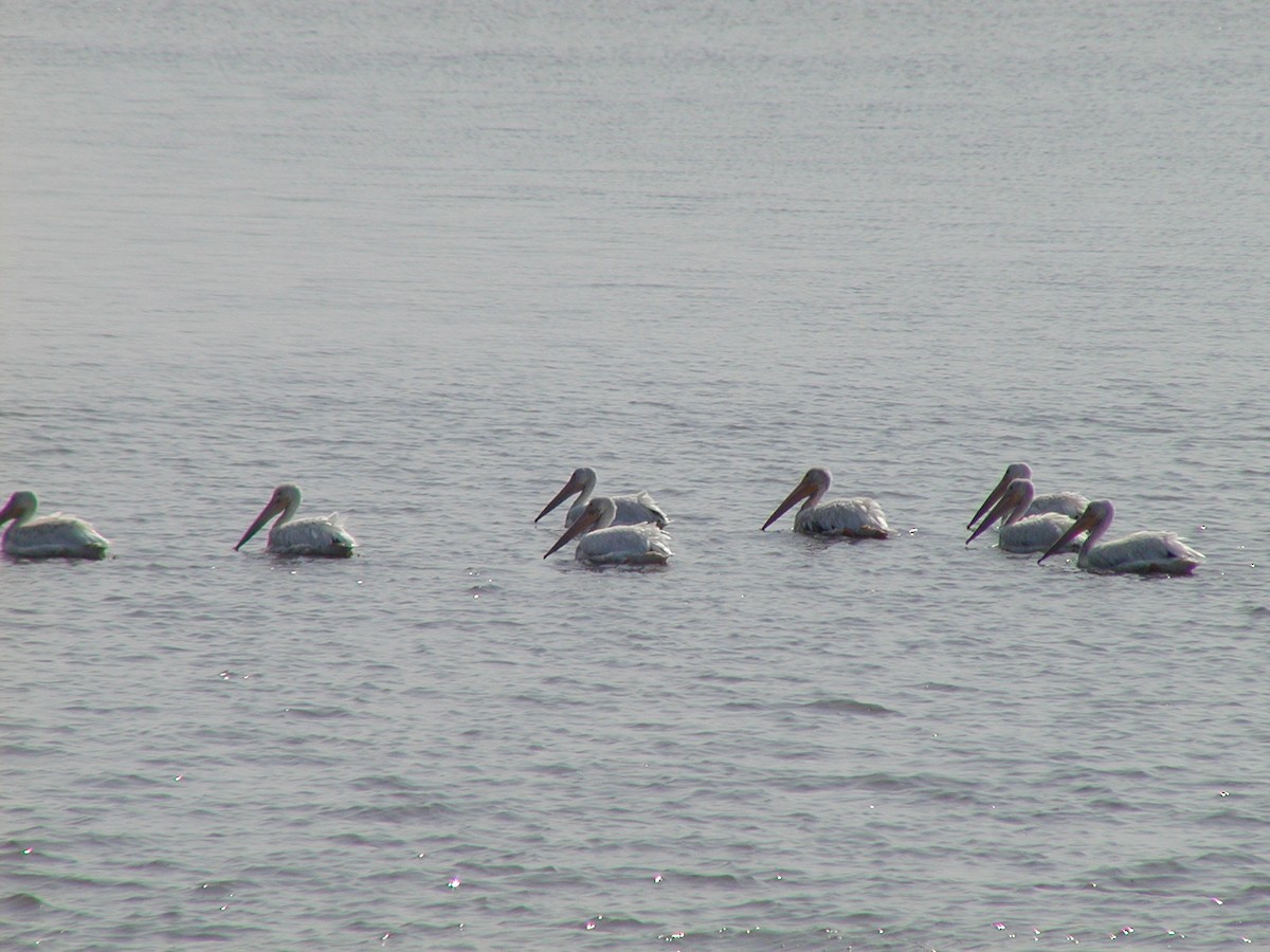 pelikán severoamerický - ML619352431