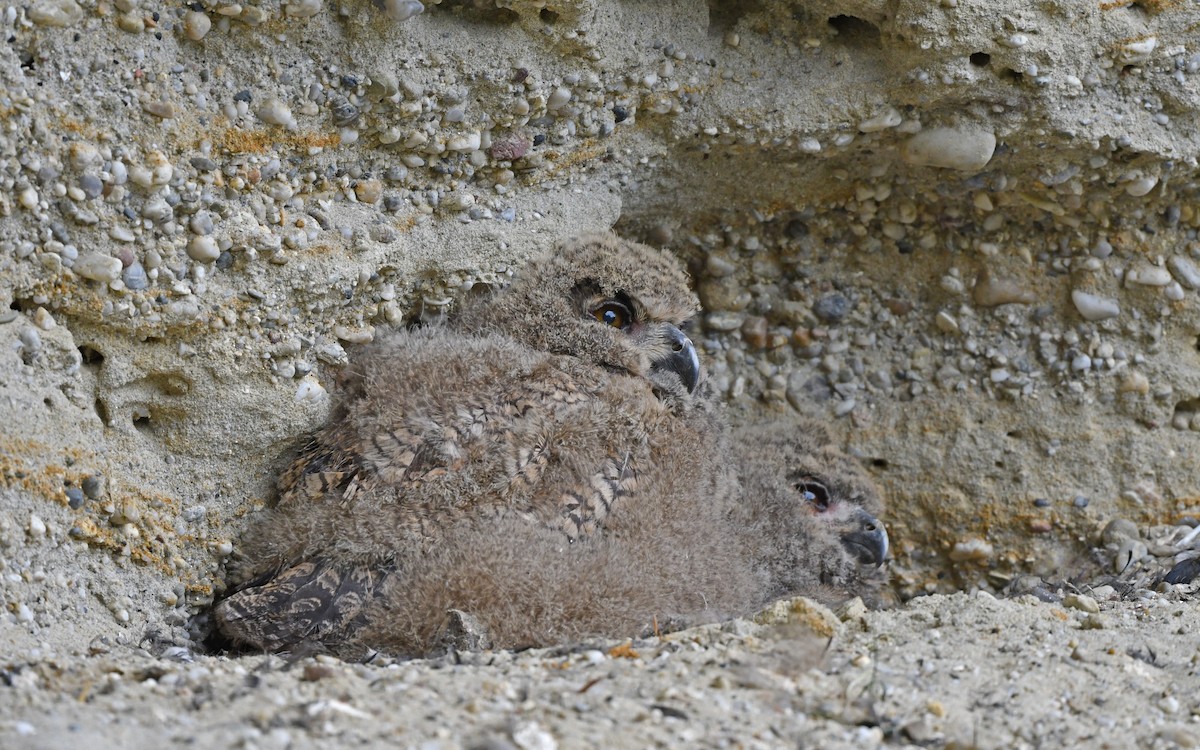 Eurasian Eagle-Owl - ML619352457