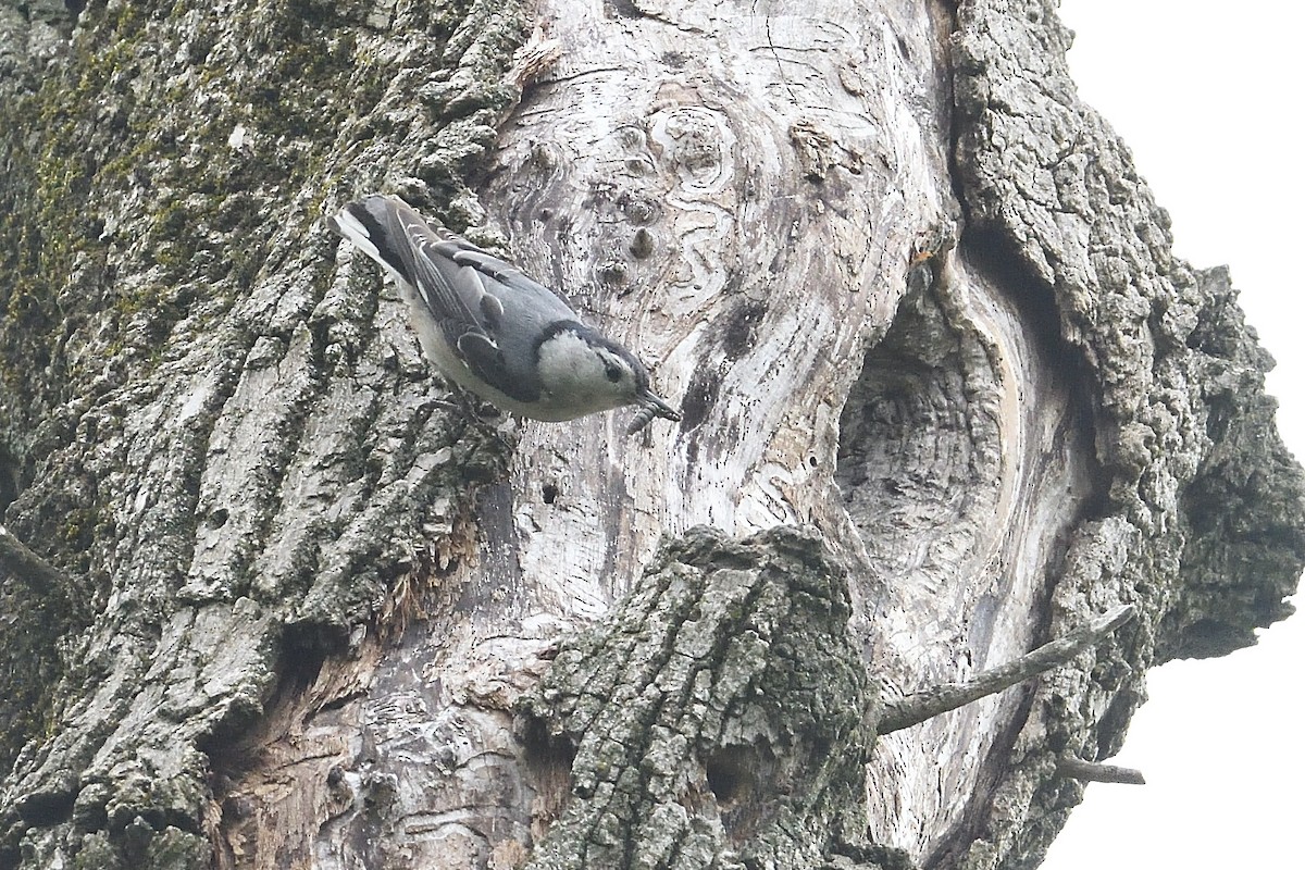 White-breasted Nuthatch - ML619352482