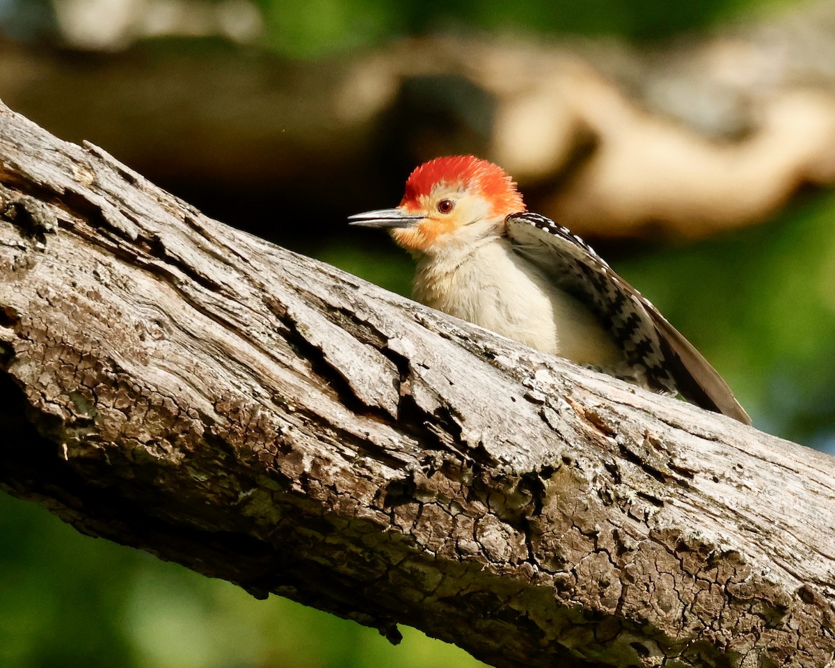 Red-bellied Woodpecker - ML619352484