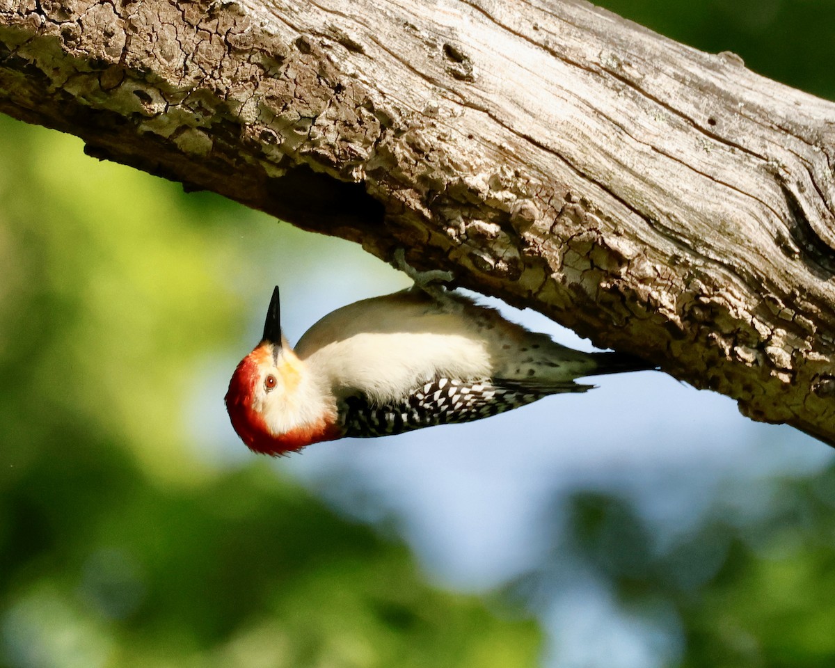 Red-bellied Woodpecker - ML619352485