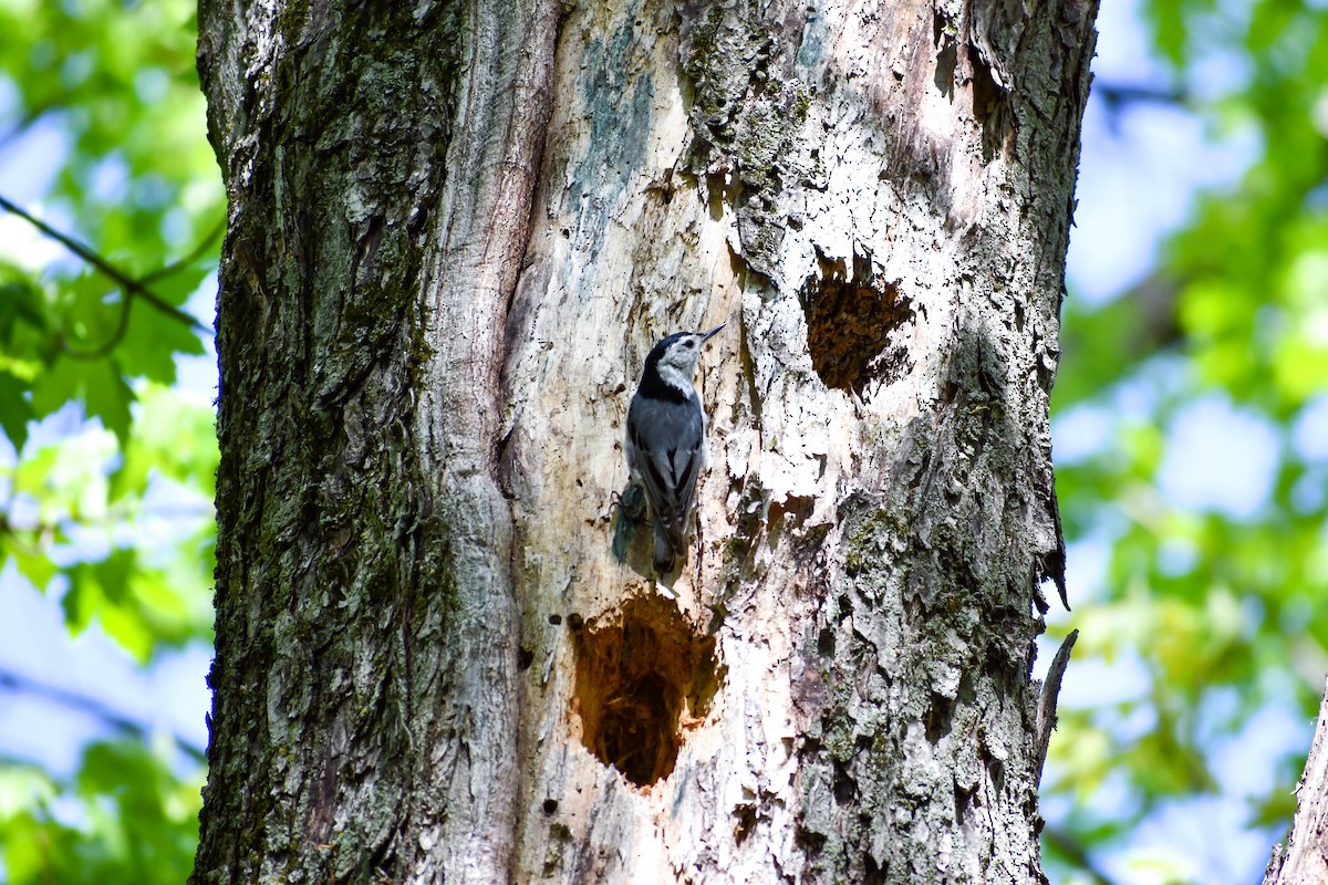 White-breasted Nuthatch - ML619352488