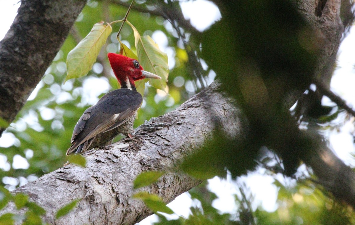Pale-billed Woodpecker - ML619352495