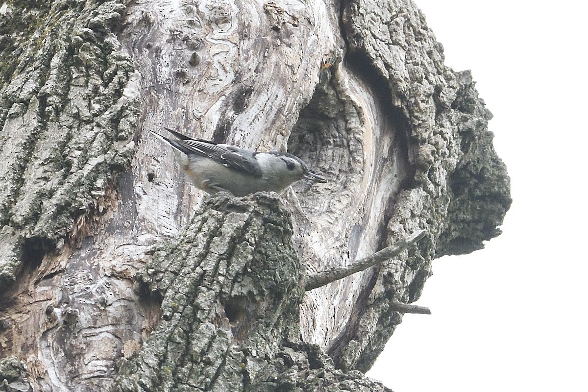 White-breasted Nuthatch - ML619352506
