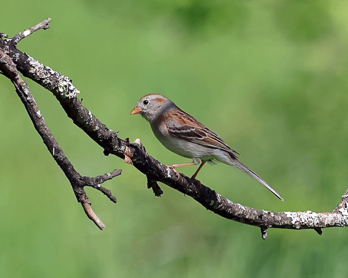 Field Sparrow - ML619352513