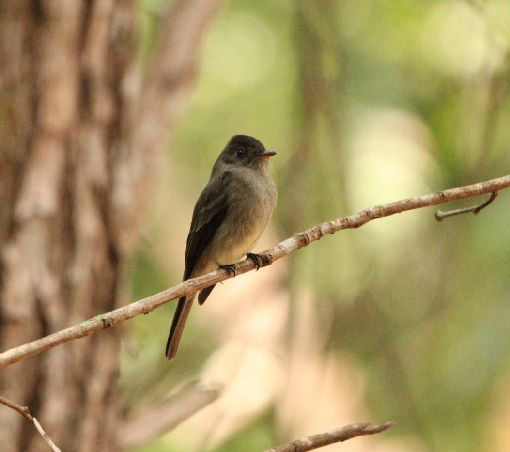 Southern Tropical Pewee - ML619352519