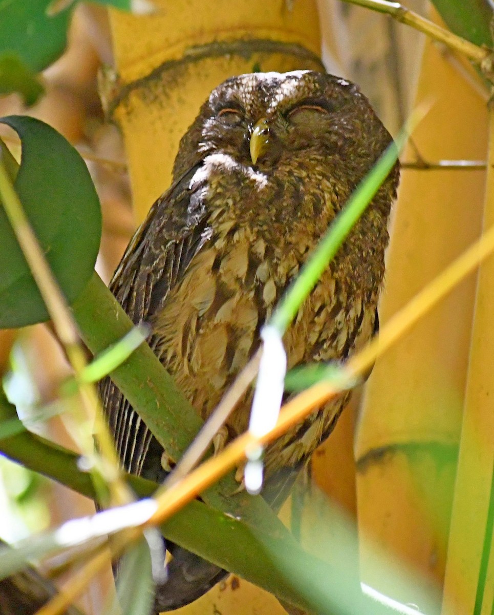 Mottled Owl - ML619352524