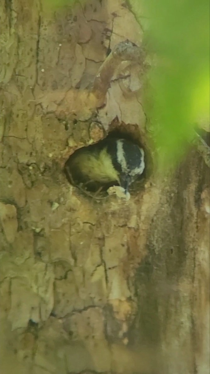 Red-breasted Nuthatch - ML619352534
