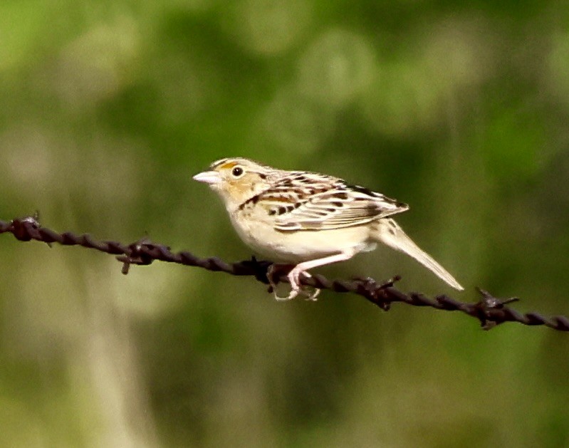 Grasshopper Sparrow - ML619352538
