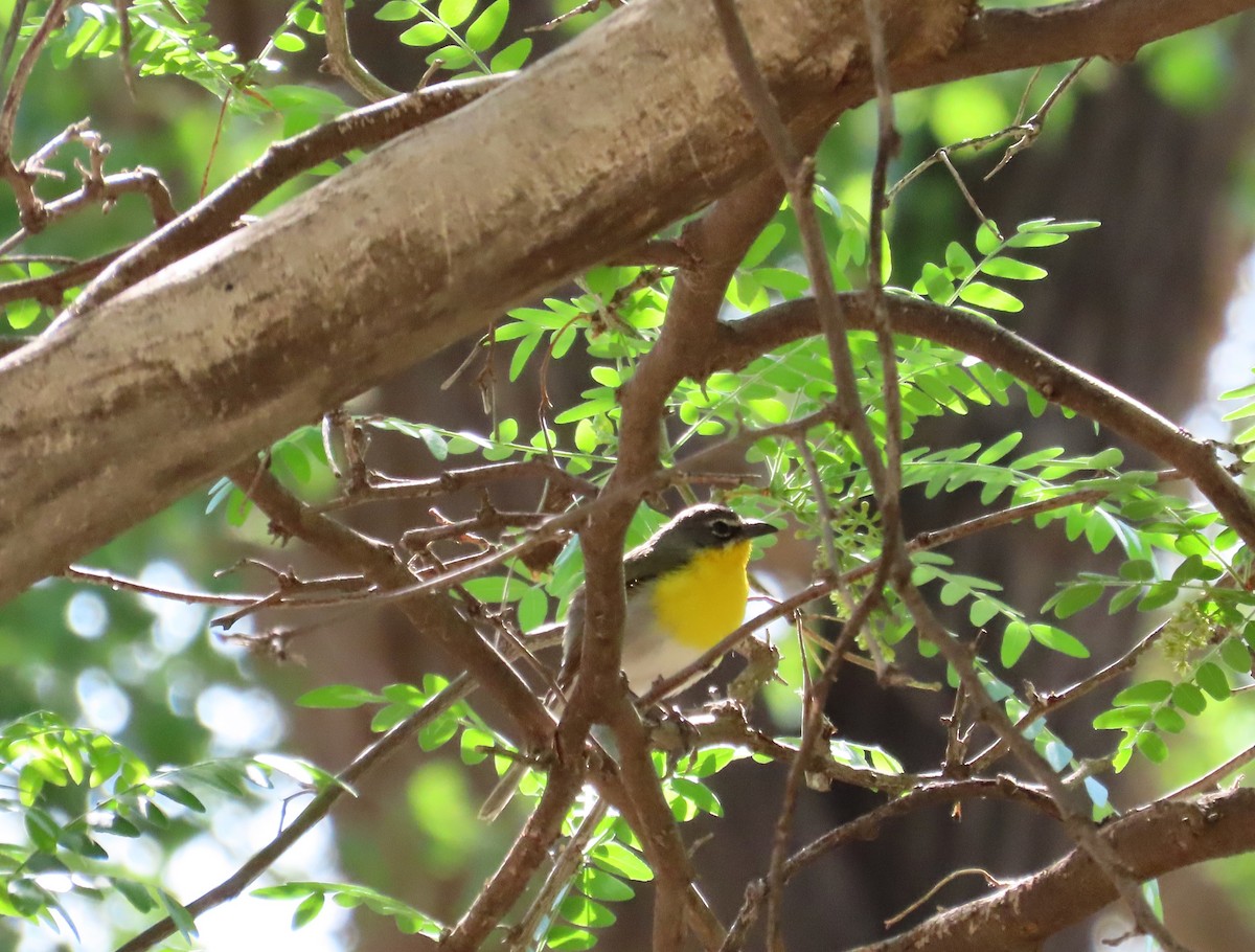 Yellow-breasted Chat - ML619352548
