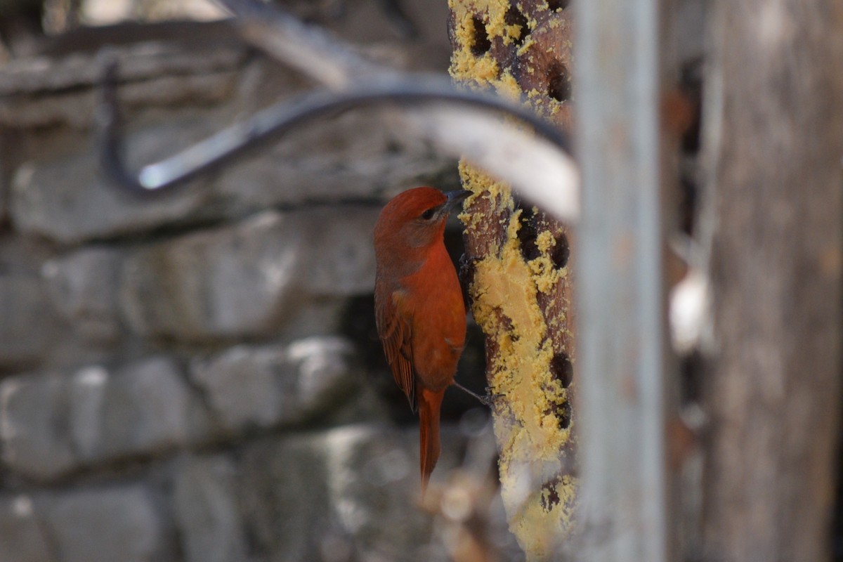 Hepatic Tanager (Northern) - ML619352550