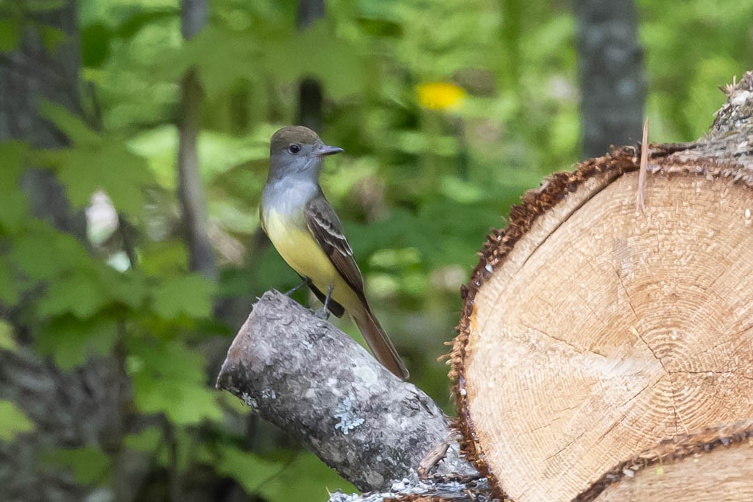 Great Crested Flycatcher - ML619352559