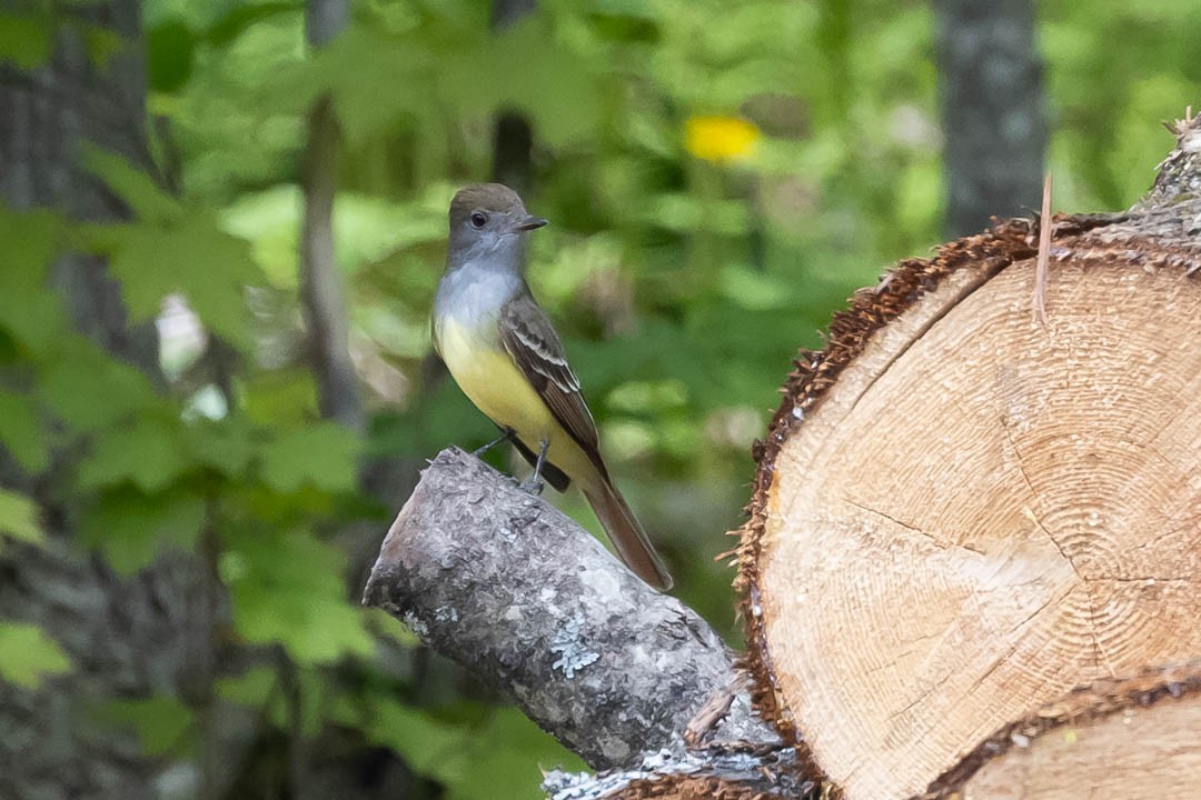 Great Crested Flycatcher - ML619352560