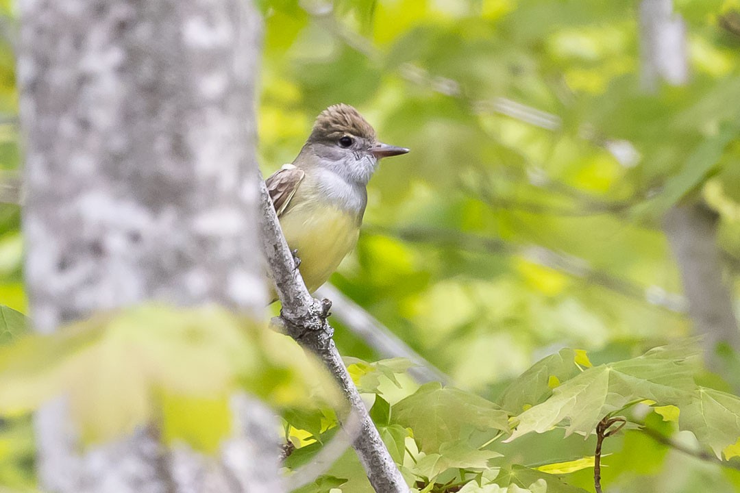 Great Crested Flycatcher - ML619352561