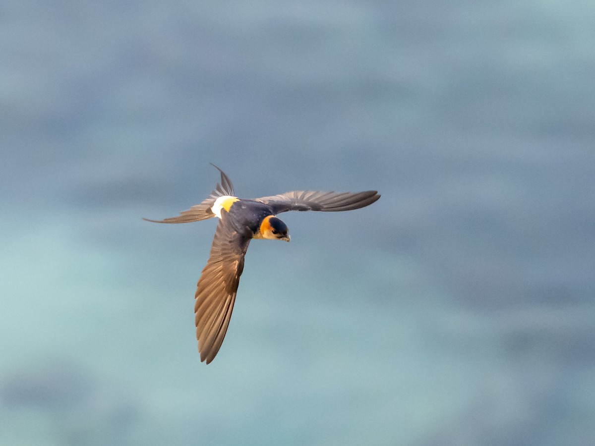 Red-rumped Swallow - ML619352587