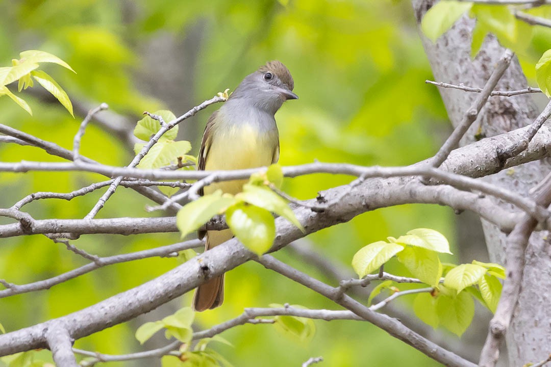 Great Crested Flycatcher - ML619352607