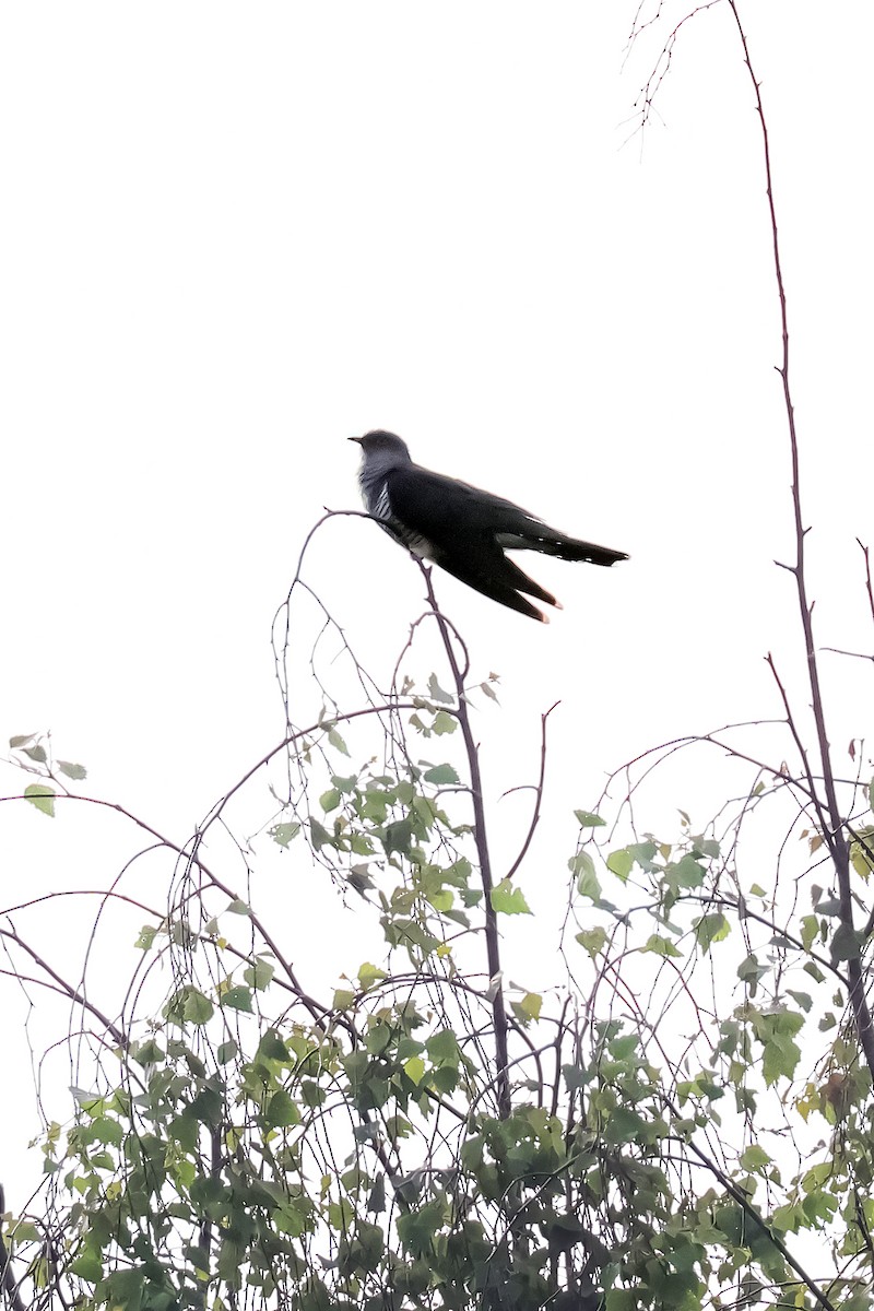 Common Cuckoo - ML619352612