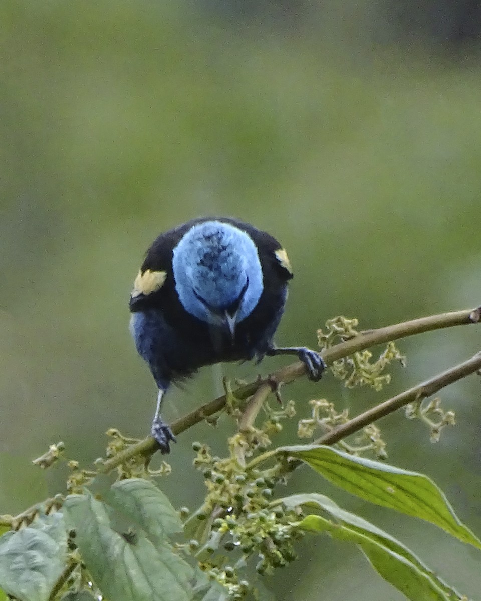 Blue-necked Tanager - ML619352617