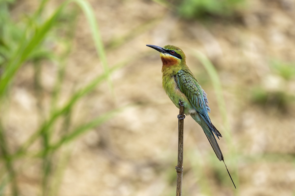 Blue-tailed Bee-eater - ML619352618