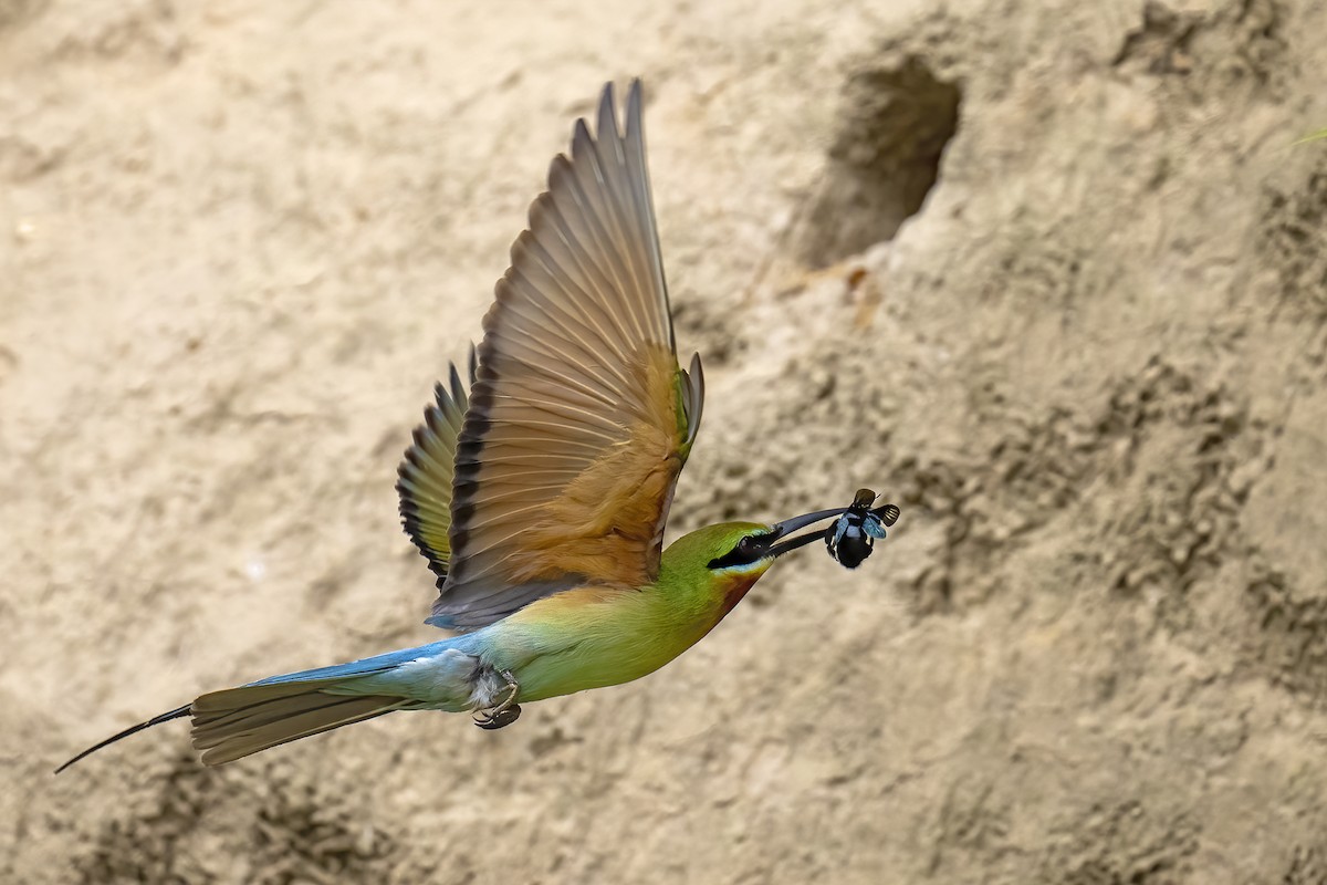 Blue-tailed Bee-eater - ML619352619