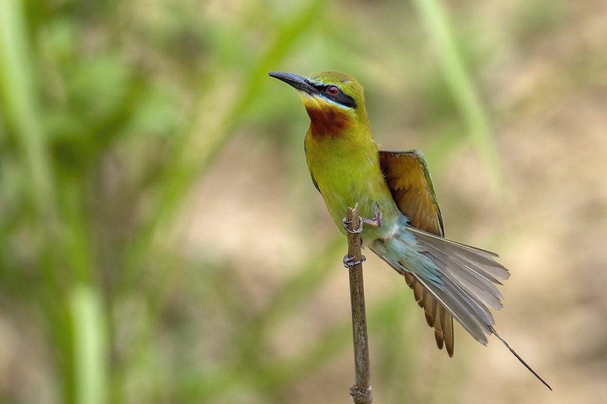 Blue-tailed Bee-eater - ML619352620