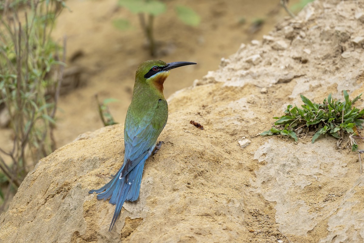 Blue-tailed Bee-eater - ML619352622