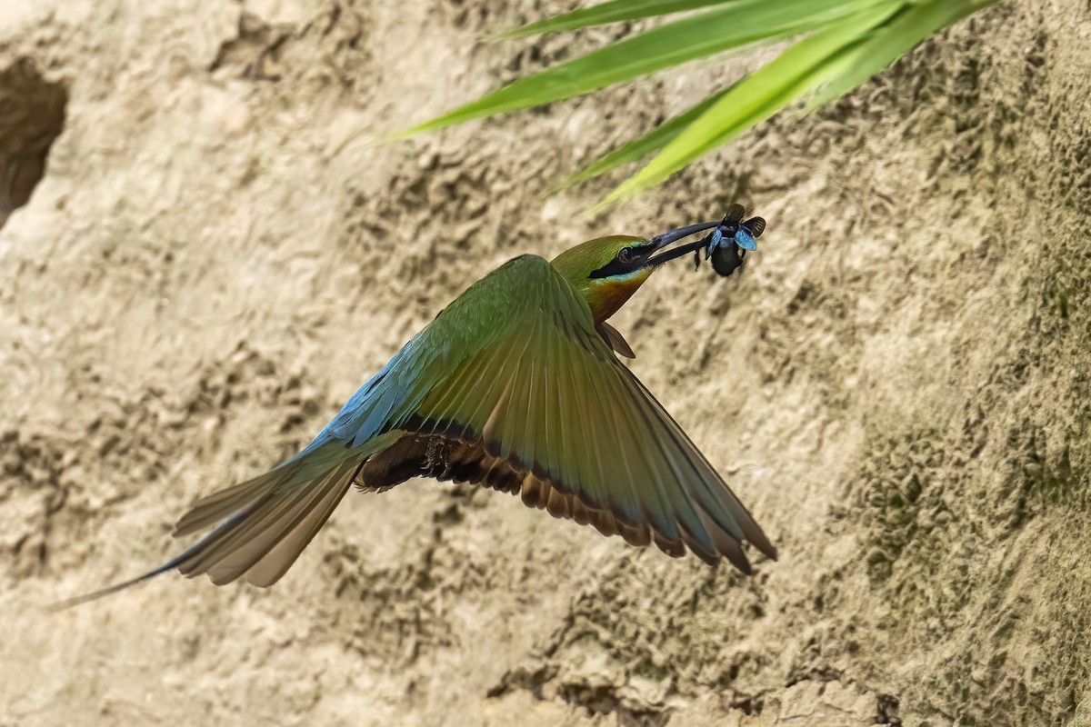 Blue-tailed Bee-eater - ML619352623