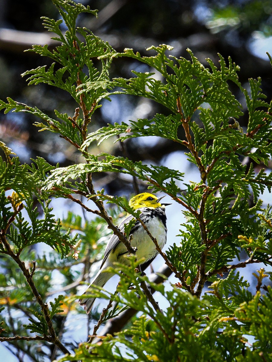 Black-throated Green Warbler - ML619352640