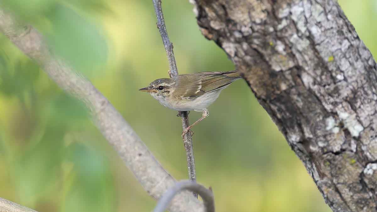 Yellow-browed Warbler - ML619352643