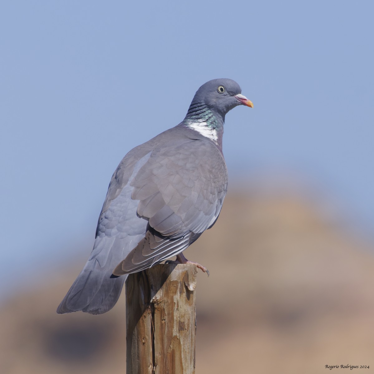Common Wood-Pigeon - ML619352648
