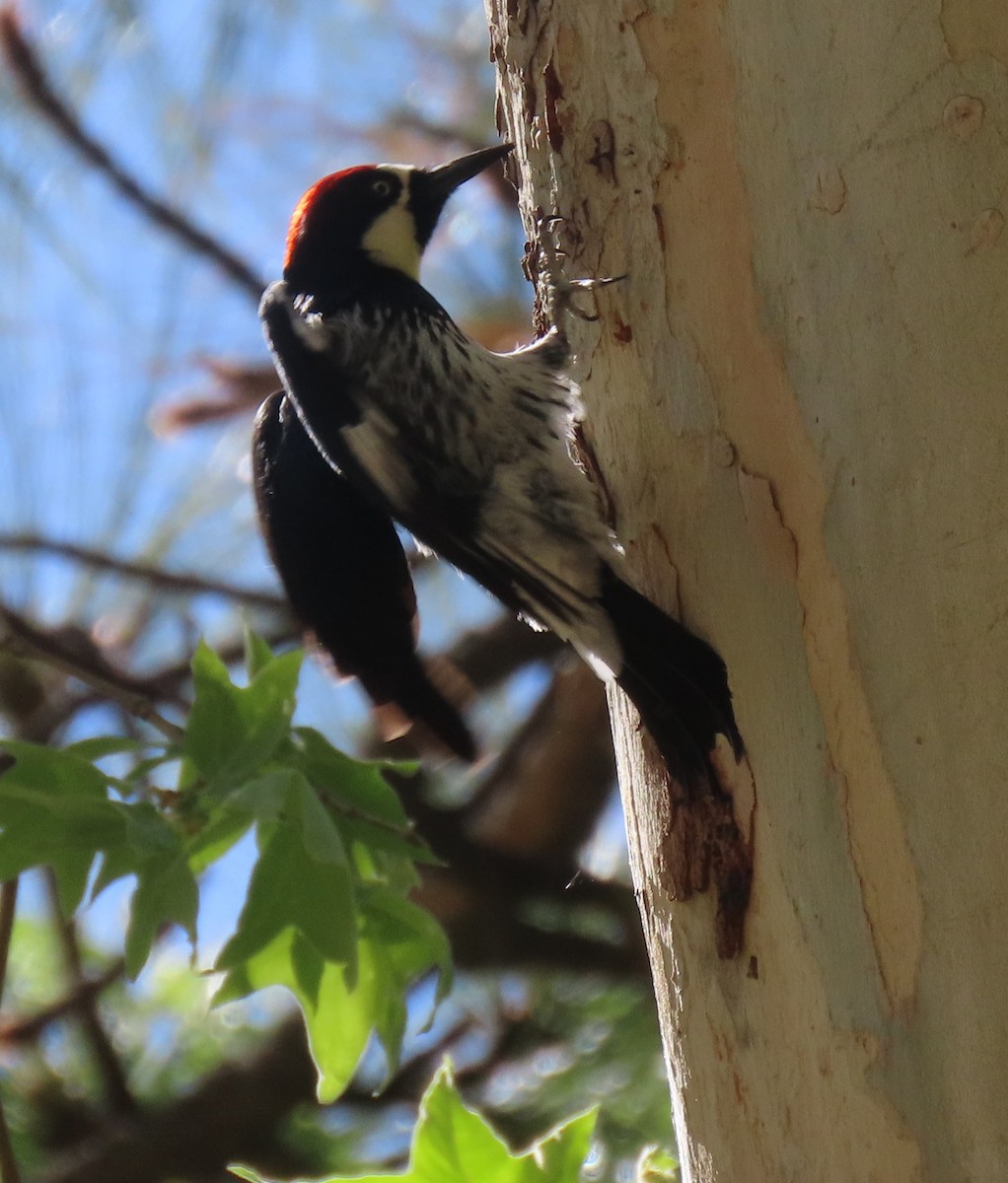 Acorn Woodpecker - ML619352682