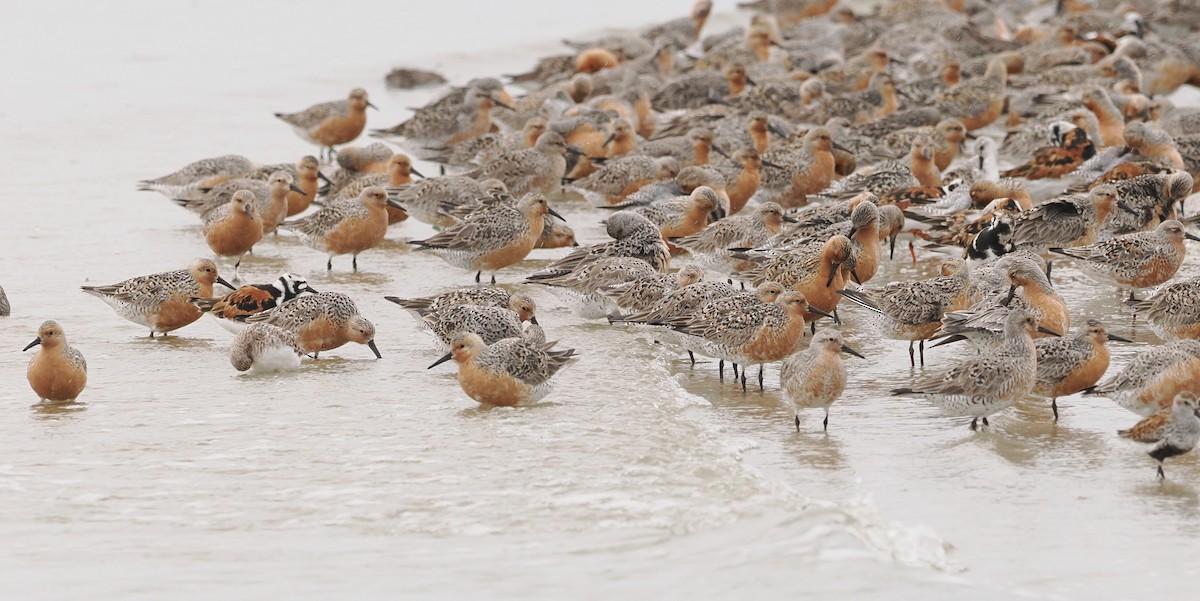 Red Knot - ML619352734