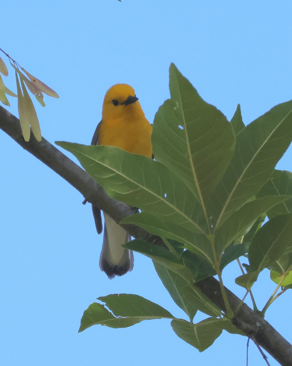 Prothonotary Warbler - ML619352760