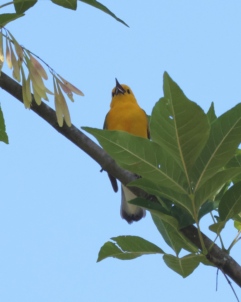 Prothonotary Warbler - ML619352772