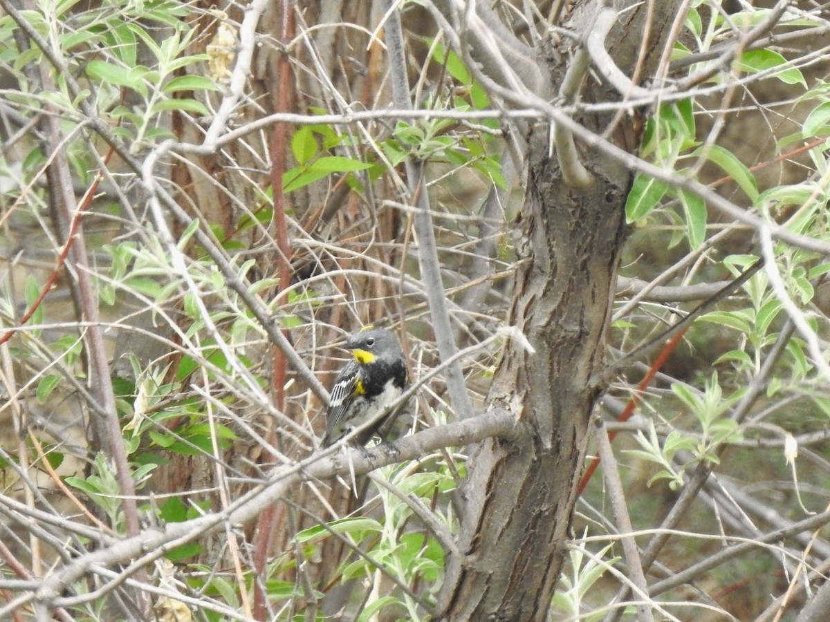 Пісняр-лісовик жовтогузий (підвид coronata x auduboni) - ML619352834