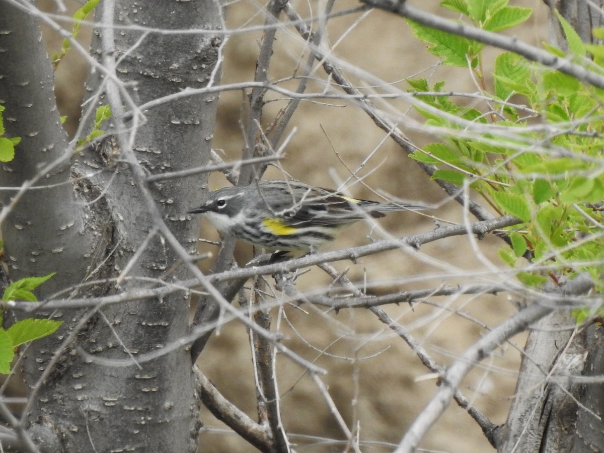 Yellow-rumped Warbler (Myrtle) - ML619352840
