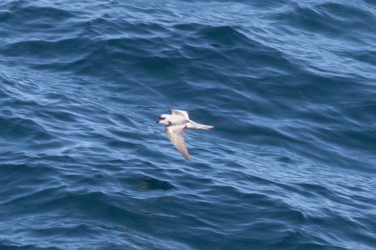Fork-tailed Storm-Petrel - ML619352842