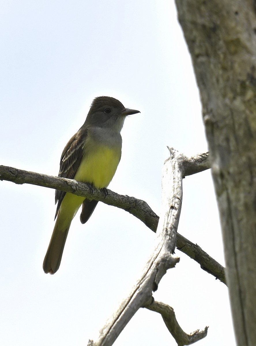 Great Crested Flycatcher - ML619352849