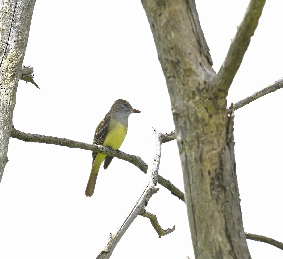 Great Crested Flycatcher - ML619352850