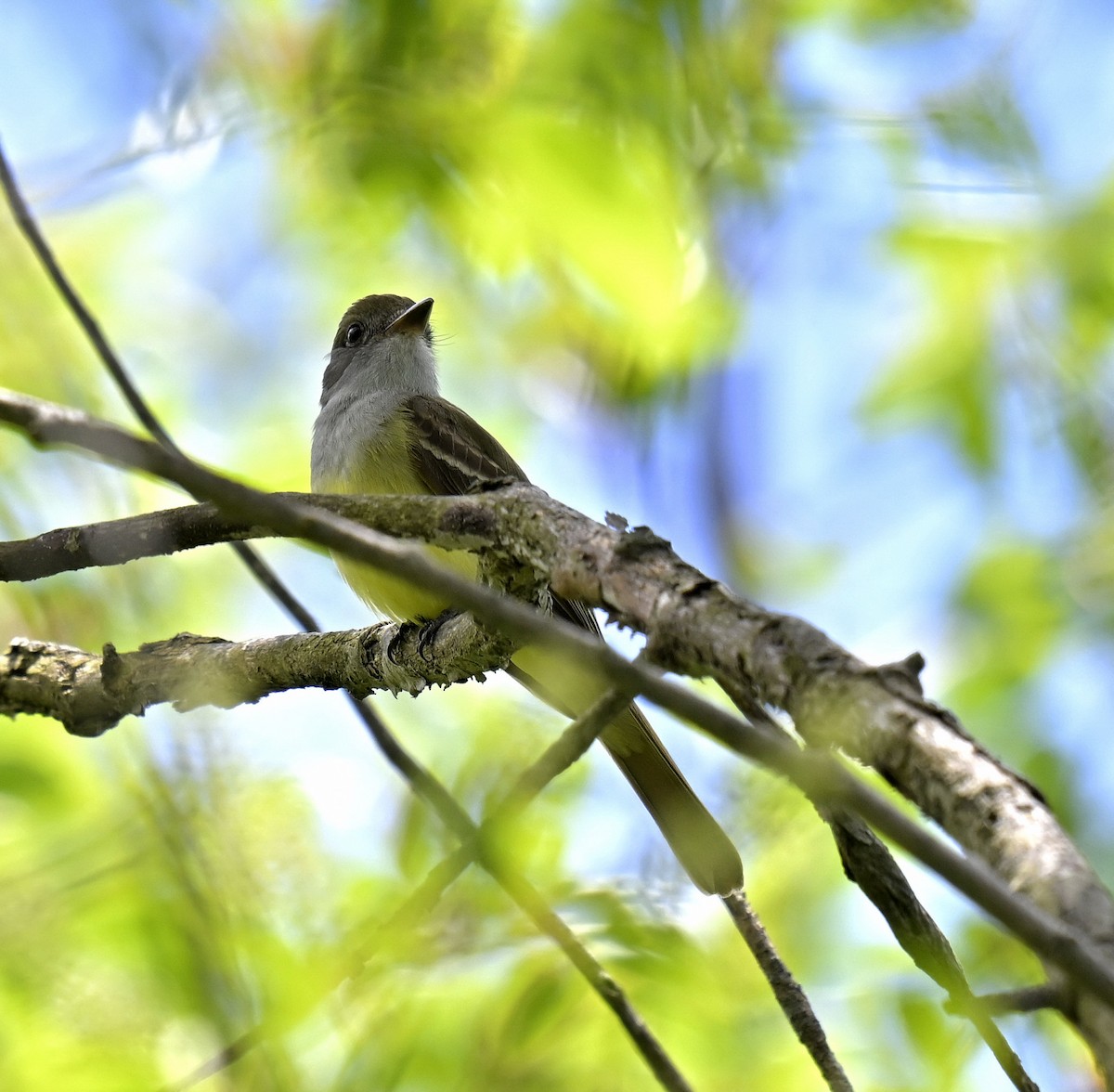 Great Crested Flycatcher - ML619352852