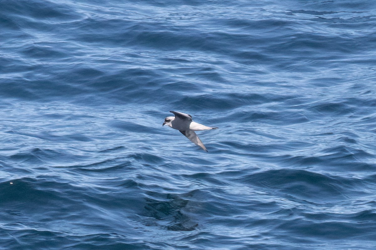 Fork-tailed Storm-Petrel - ML619352854