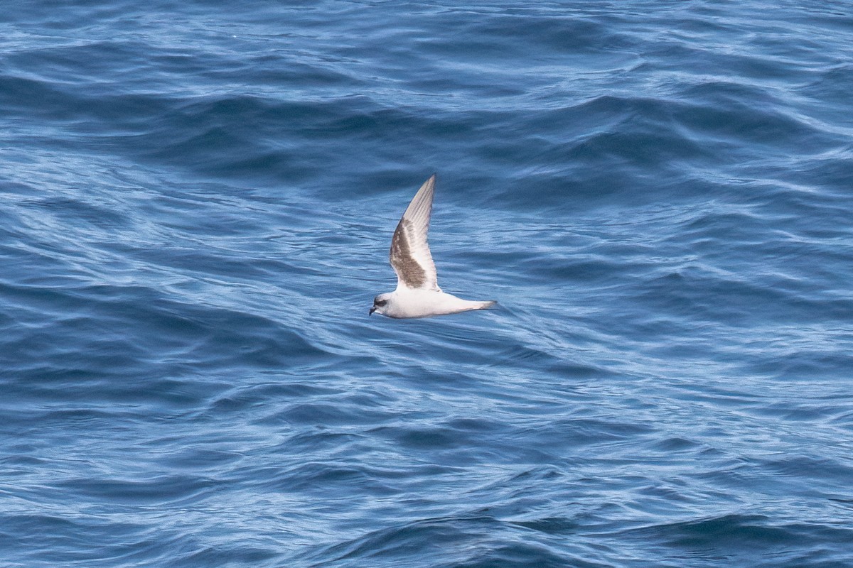 Fork-tailed Storm-Petrel - ML619352857