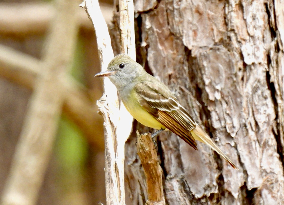 Great Crested Flycatcher - ML619353005