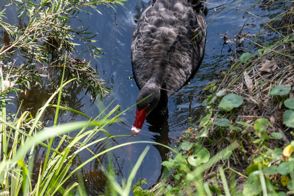 Black Swan - ML619353015