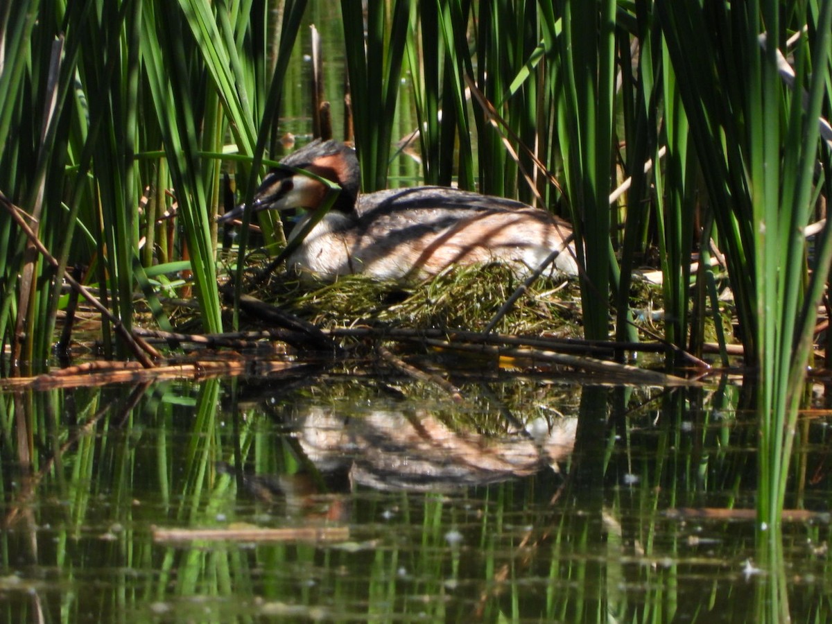 Great Crested Grebe - ML619353063